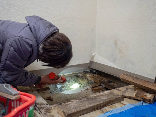 Best Comprehensive Air Testing for Mold Contaminants  in East Prairie, MO